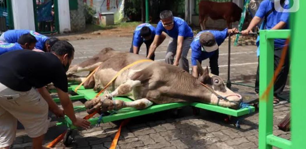 Umat Muslim Perlu Tahu Ini Keutamaan Dan Manfaat Berkurban Di Hari