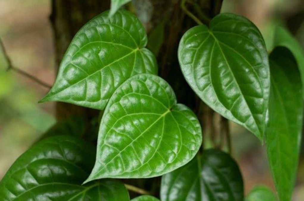 Khasiat dari 3 Daun Ini, Bantu Menjaga Kesehatan Mata