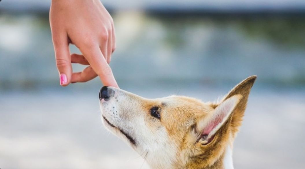 Tata Cara Menghilangkan Najis Anjing Agar Bisa Suci Kembali 