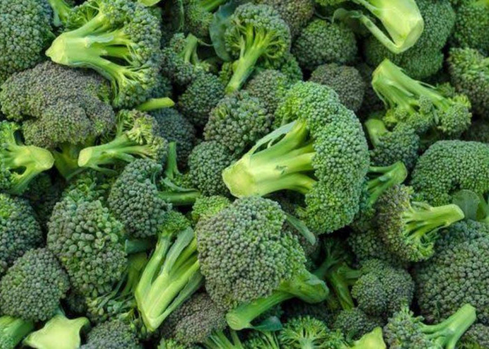 Rekomendasi Makanan Sehat dan Bergizi Bagi Ibu Hamil