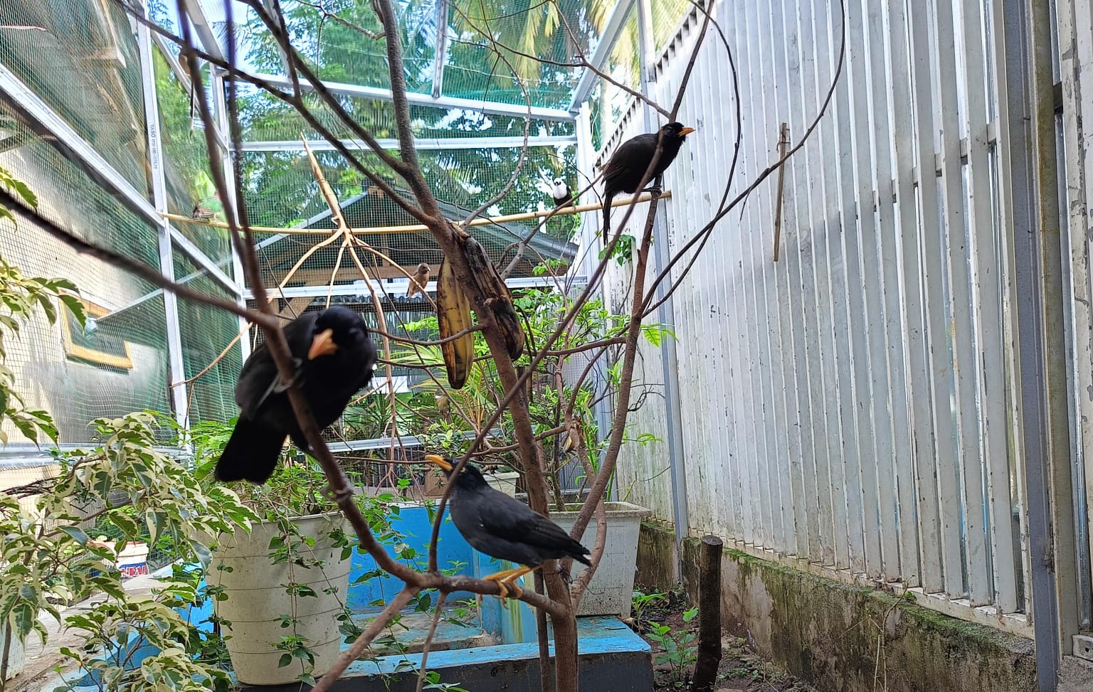 6 Hal yang Harus Diperhatikan Ketika Memilih Pohon untuk Aviary Mini