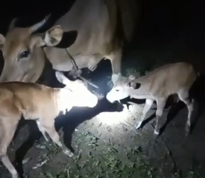 Heboh! Induk Sapi Beranak Kembar Sekaligus tanpa Cacat, Ini Penjelasan Puskeswan