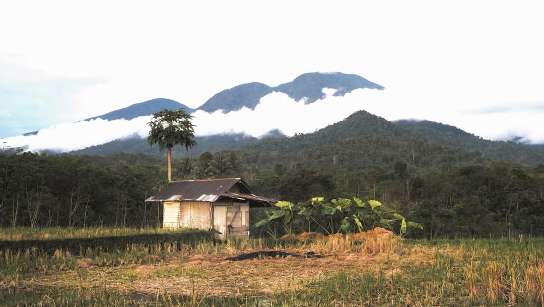 30 Hektar Lahan Persawahan di Padang Bendar Berpotensi Kekeringan, Ini Penyebabnya