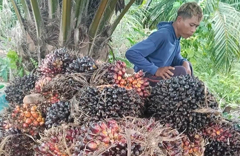 Harga Sawit di Mukomuko Tembus Rp3.060 per Kilogram