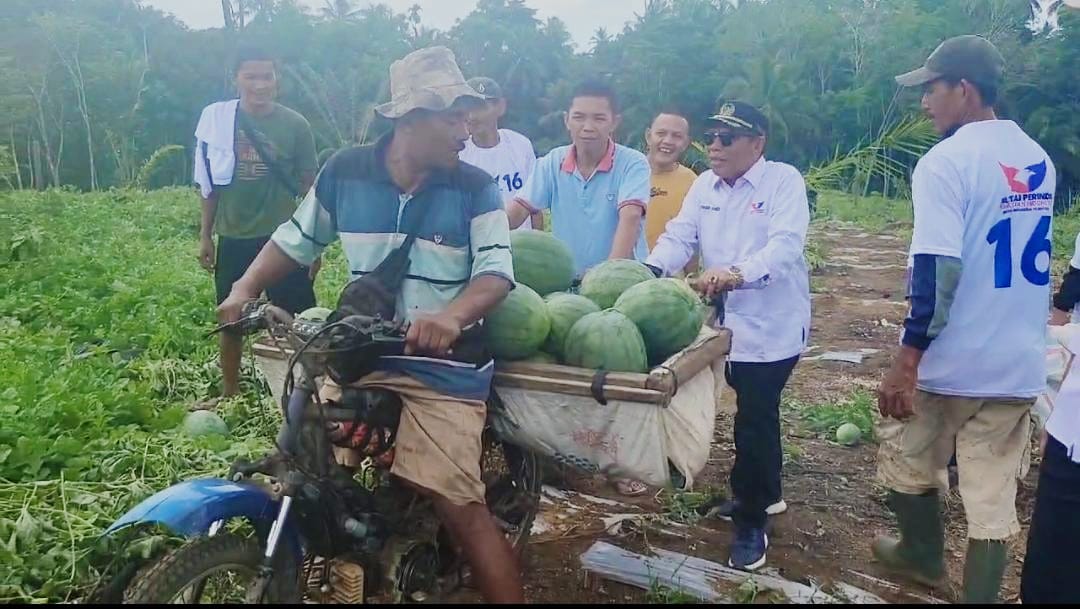 Yurman Hamedi Panen Semangka Bersama Petani di MSS