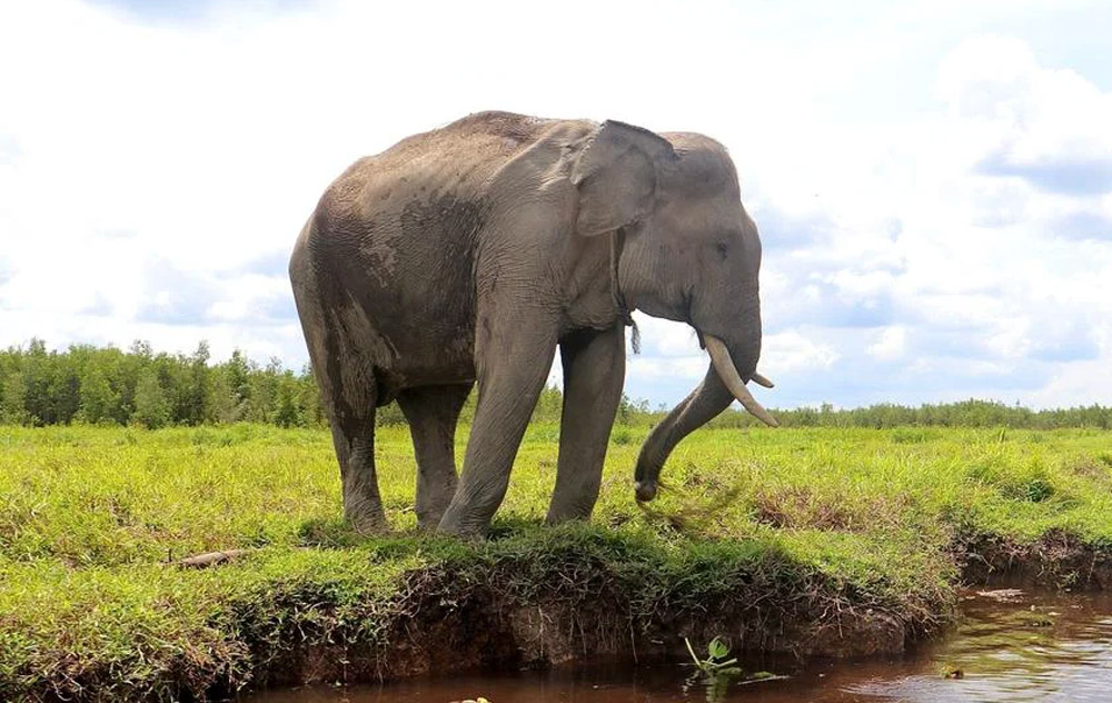Gajah Liar di Bengkulu Makan Sampah