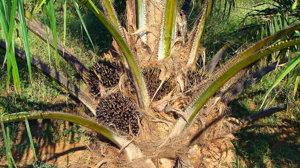 Sejarah Lengkap Kelapa Sawit di Indonesia, dari Tempat Berteduh Hingga jadi Komoditi Terpenting di Dunia 