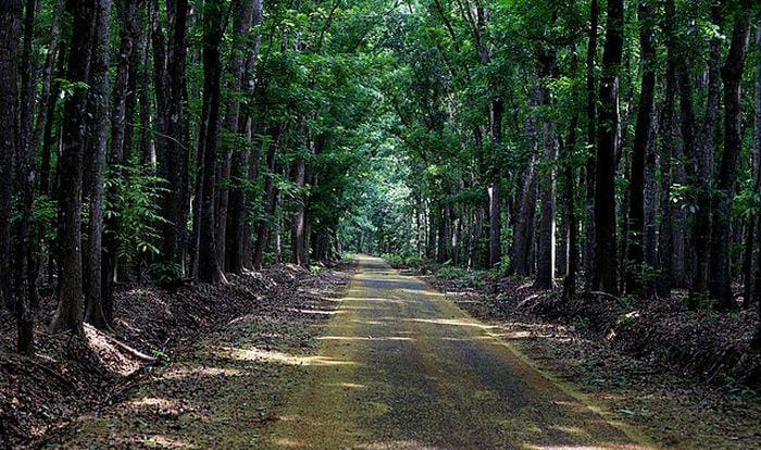 Alas Purwo Jadi Hutan Tertua di Jawa yang Menyimpan Misteri Gaib, Cocok Jadi Tempat Uji Nyali