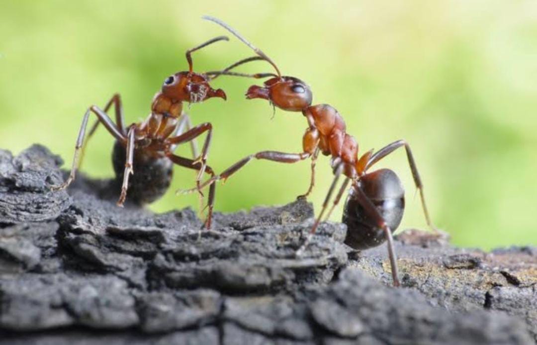 Fakta Unik, Usia Semut Jantan Lebih Pendek Setelah Perkawinan dengan Ratu Semut