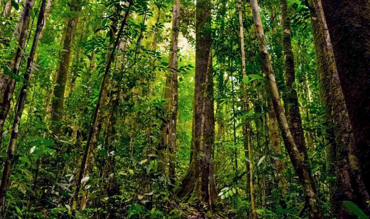 Ini Cara Mengasuh Pohon di Bengkulu Utara