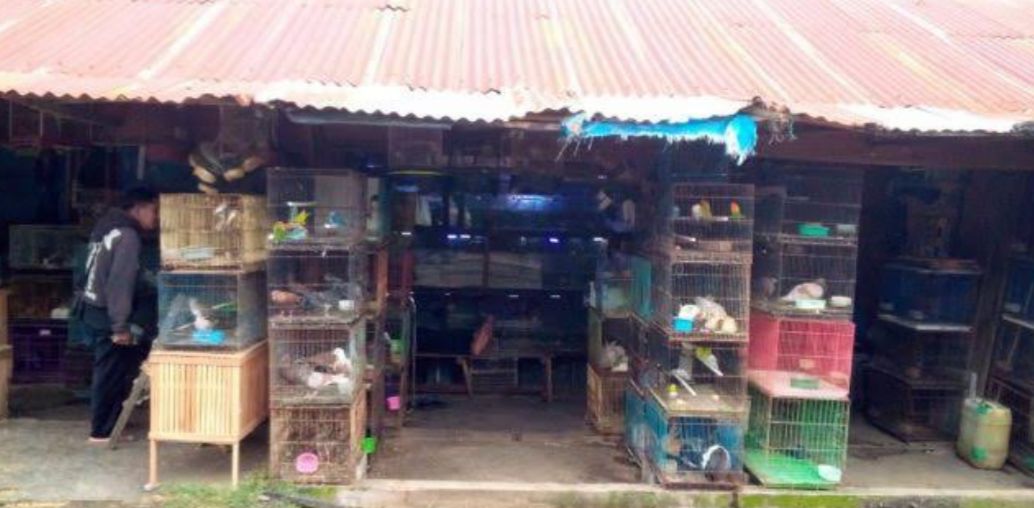 Pasar Minggu, Jadi Pusat Jual Beli Burung Terlengkap di Kota Bengkulu