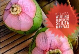 Kelapa Wulung (Kelapa Merah) Dipercaya Matikan Virus Bahkan Penawar Racun, Ternyata Ini dia Khasiatnya 