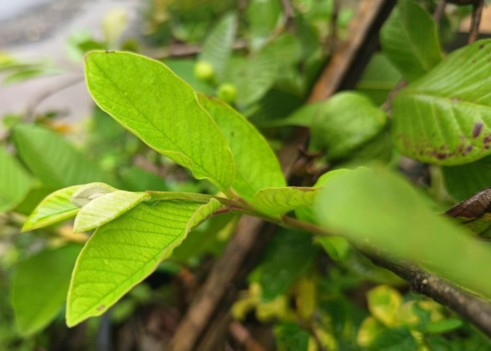 Bukan Bahan yang Sulit Didapatkan, Namun Hanya dengan Daun Bisa Buat Kulit Menjadi Putih Bercahaya