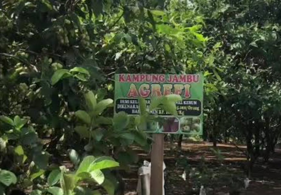 Wisata Kampung Jambu Agrefi Cocok untuk Liburan Bersama Keluarga