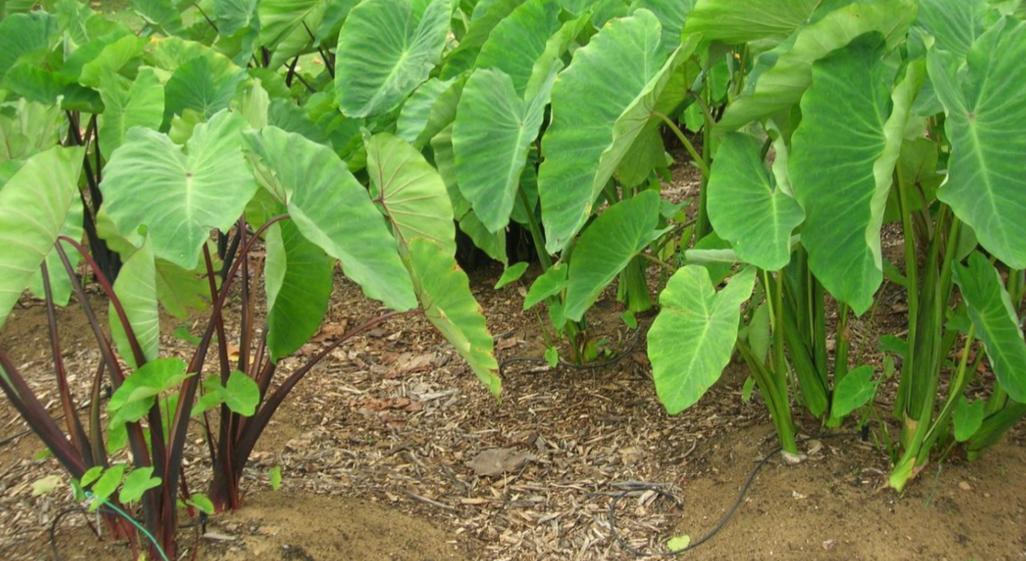 Tips Memasak Lompong Agar Tidak Gatal dan Lezat Dikonsumsi