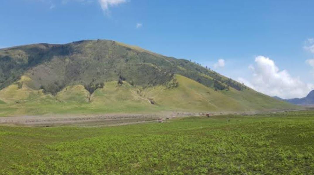 Ternyata Ini Penyebab Gunung Bromo Kembali Menghijau, Setelah Terbakar Habis