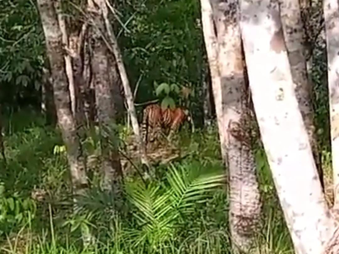 Harimau Sumatera Berkeliaran di Kebun Warga Desa Gembung Raya