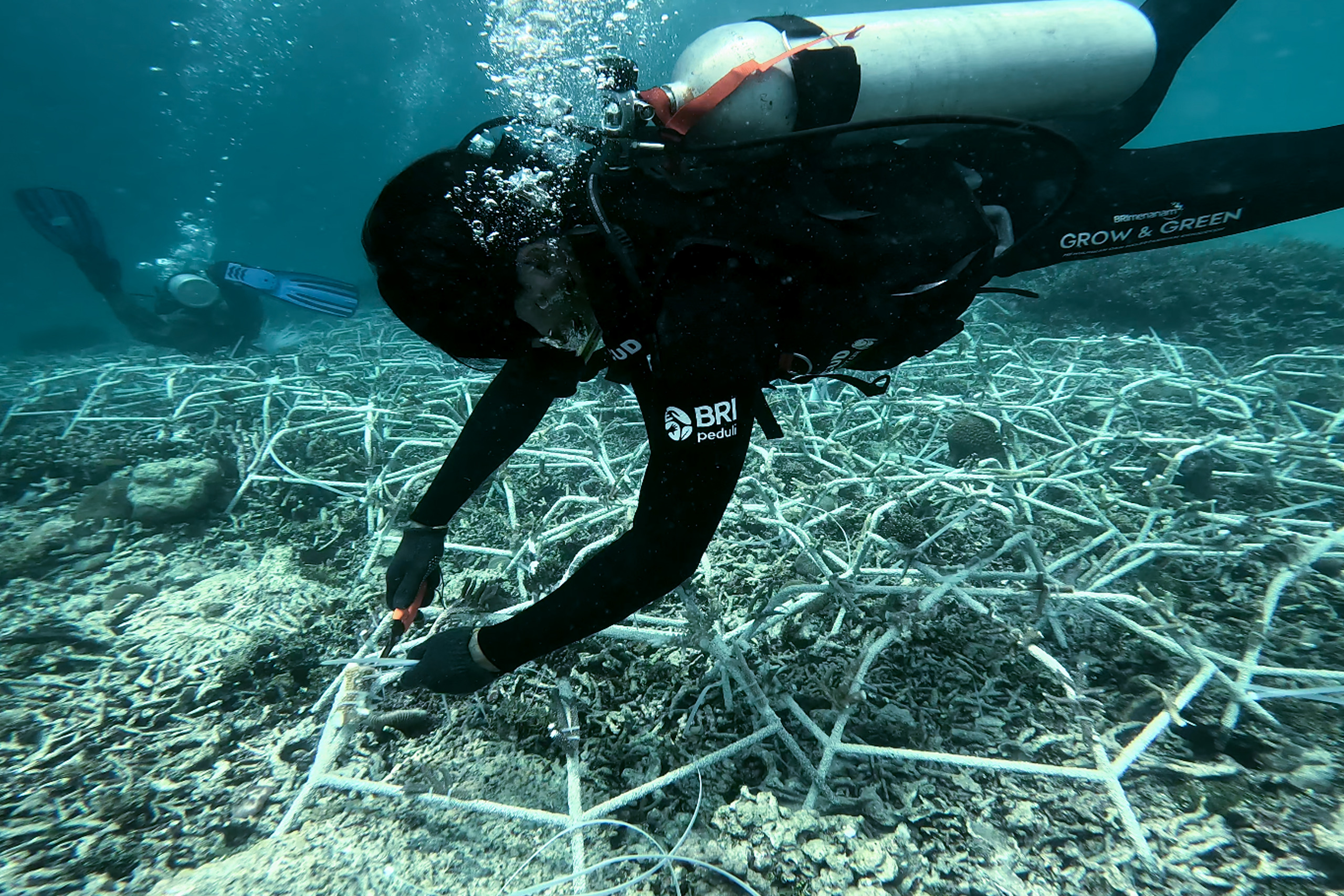 Jaga Ekosistem Laut Tetap Lestari, Ini Aksi Nyata BRI Menanam - Grow and Green di Pulau Kapoposang 
