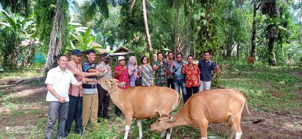 Sukseskan Program TTG, Pemdes Bukit Tinggi Salurkan Bantuan 12 Ekor Sapi