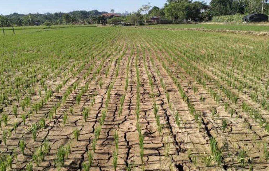 Dampak Kemarau Mulai Terasa, Petani Terancam Tak Bisa Produksi Padi di Musim Tanam ke Dua