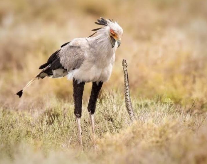 Siapa Sangka, Ternyata Piton dan Kobra Tunduk Pada Burung Jenis Ini