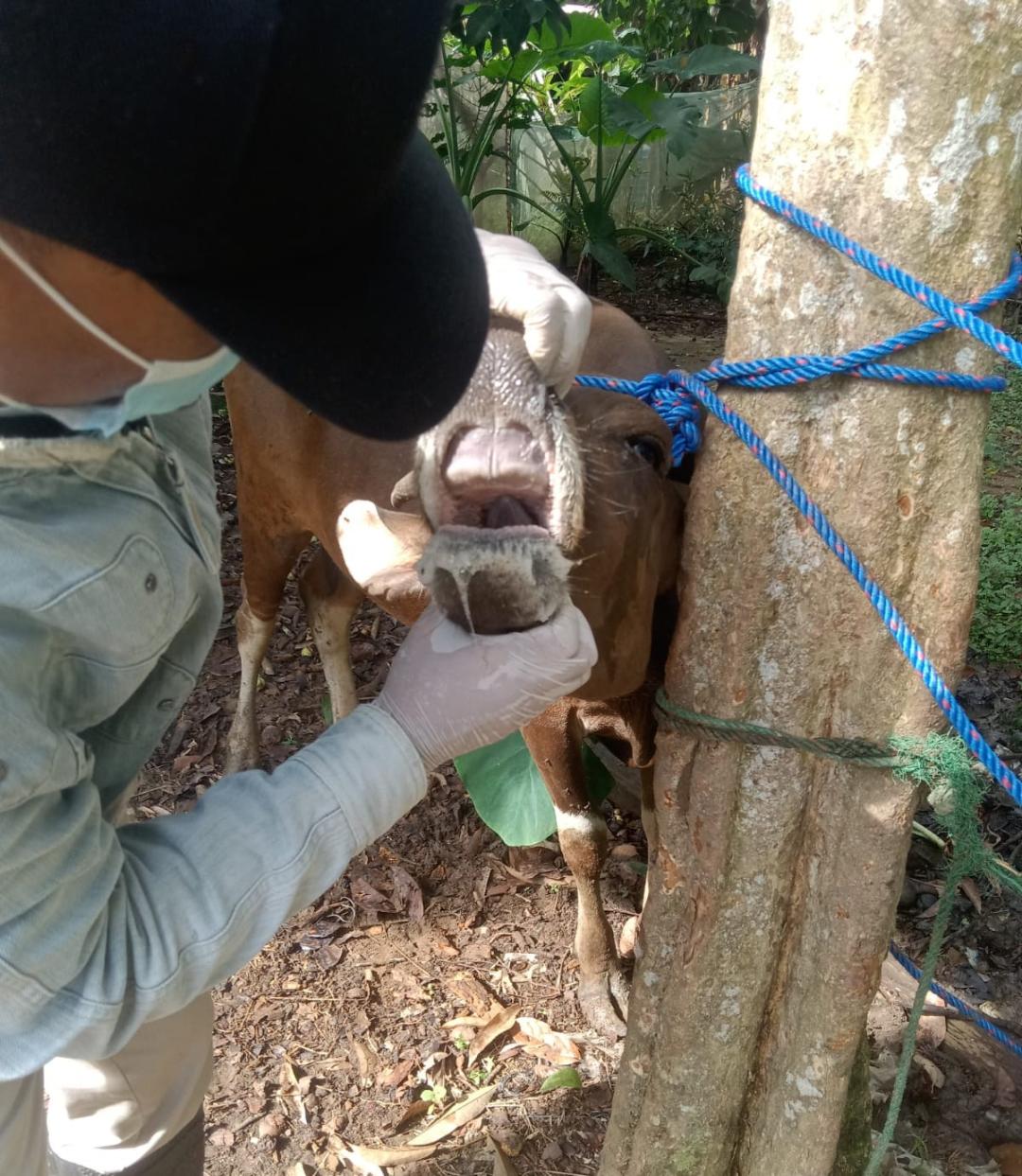 Jelang Qurban, Maksimalkan Pemeriksaan Hewan