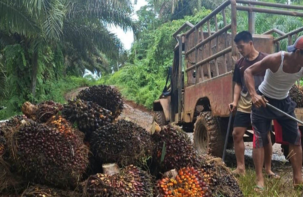 Selisih Pembelian Harga Sawit di Pabrik, Petani Mukomuko Tertekan