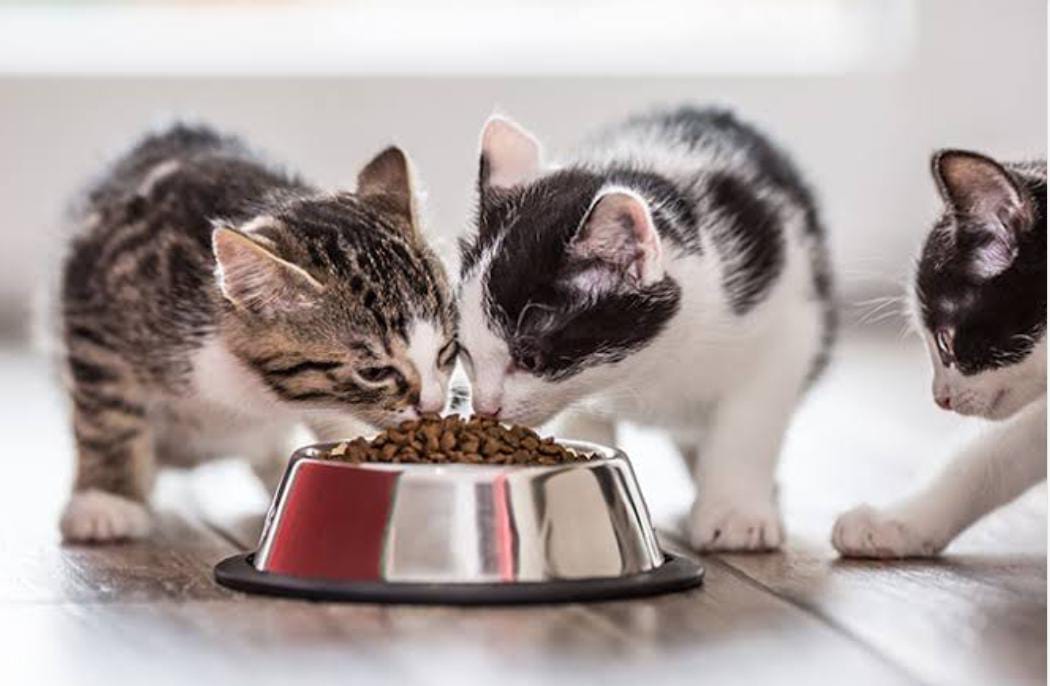 Tak Disangka, Ternyata Ada 8 Keistimewaan Bagi Orang yang Suka Memberi Makan Kucing