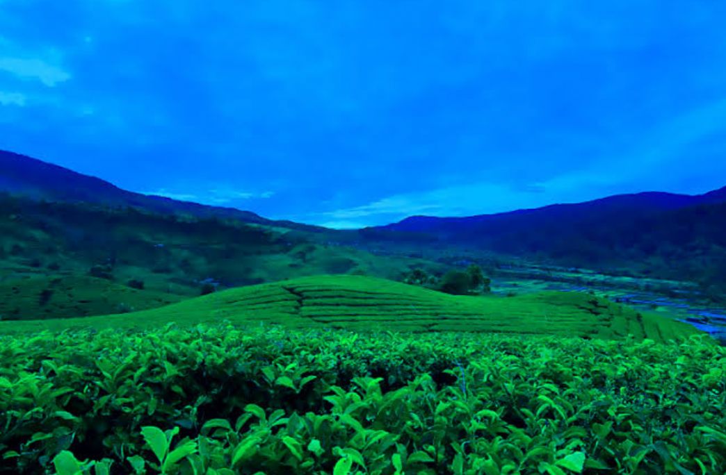 Ini Potret Wisata Kebun Teh Bukit Daun di Rejang Lebong Bengkulu