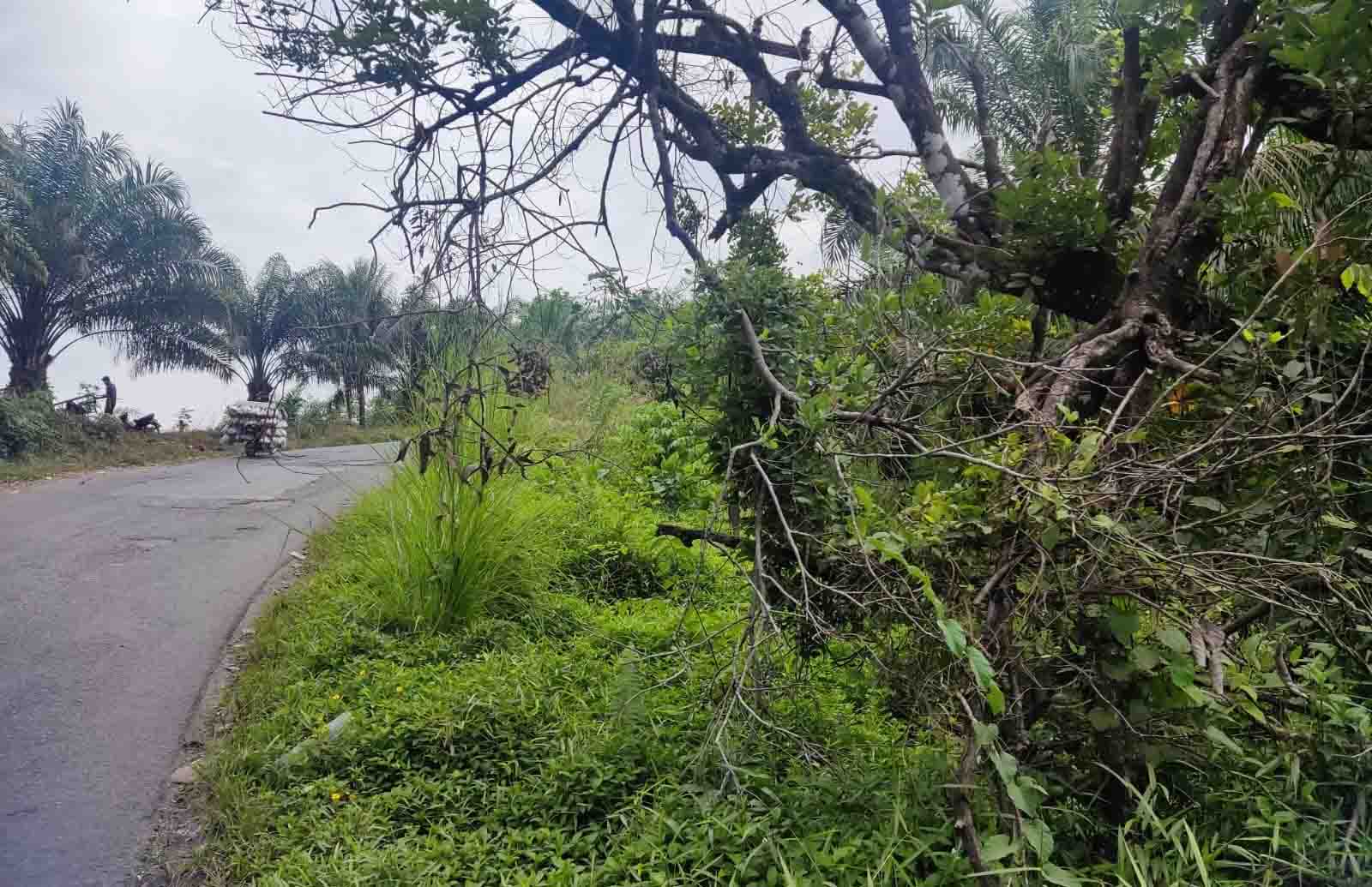 Selain Berlubang, Jalan Tengah juga Serut