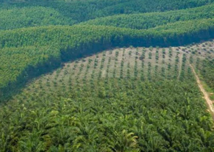 Dituding Tak Memiliki Dokumen, Agricinal Ajak FMBP Cek Data, Immanuel: Kami Juga Ingin Tahu Data Versi Forum