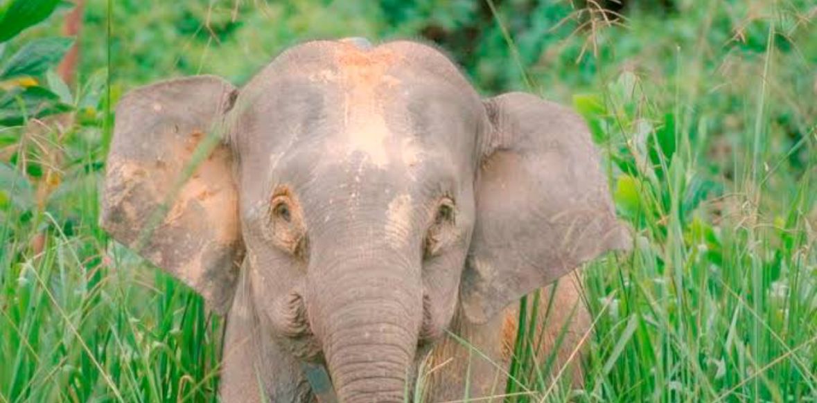 Mengenal Gajah Borneo, Ukurannya Kerdil dan Cuma Ada di Kalimantan Saja!