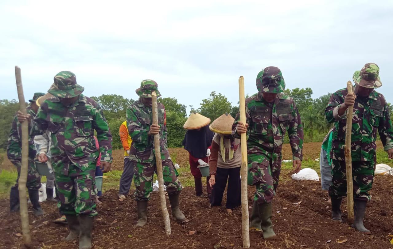 Jaga Ketahanan Pangan, TNI AD Koramil Lais Kompak Tanam Jagung 