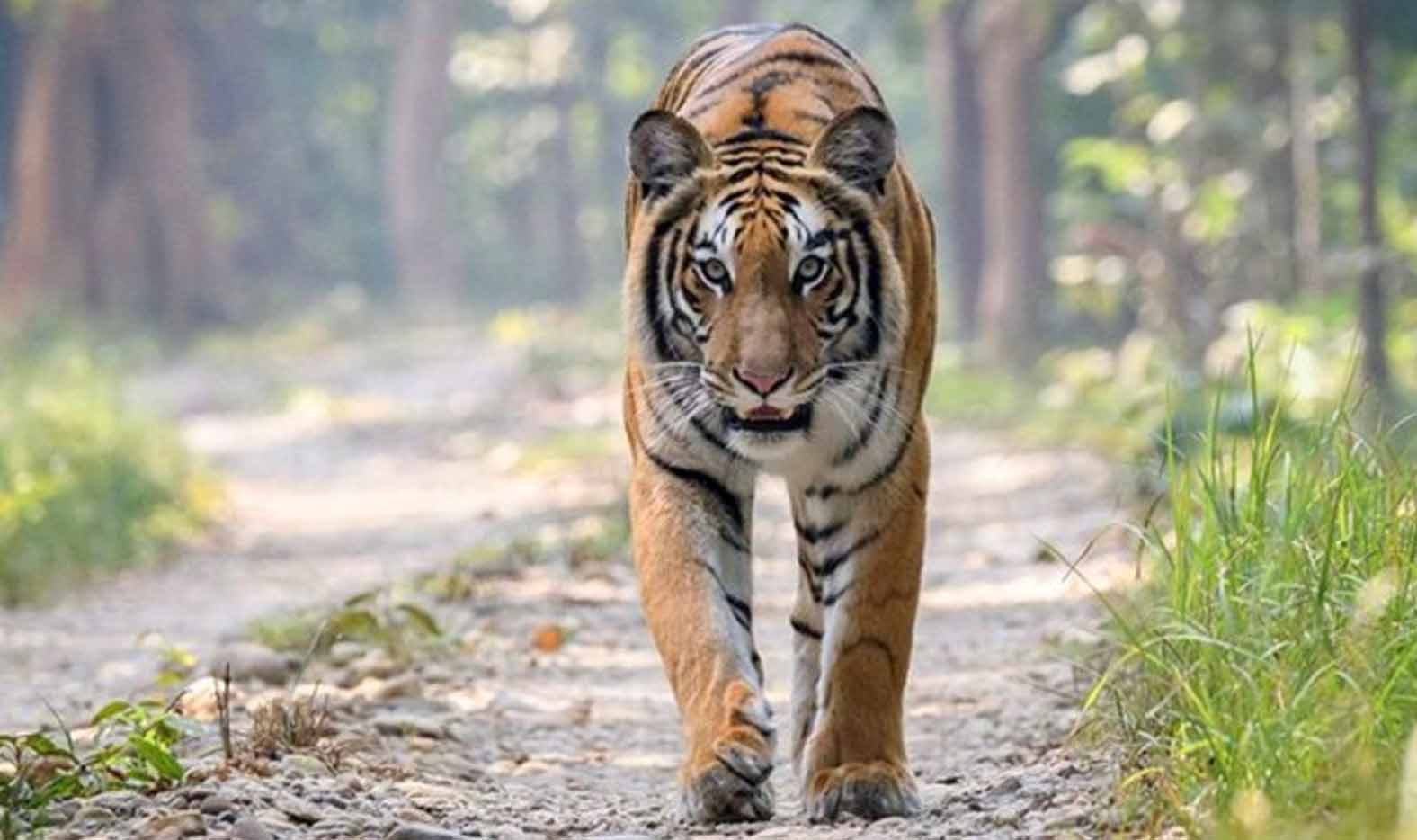 Harimau Mulai Berkeliaran di Sekitar Rumah Warga Bengkulu Utara