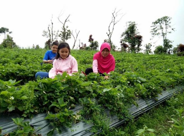 Rasakan Sensasi Metik Strawberi Sendiri di Rejang Lebong Bengkulu, Catat untuk Healing Bersama yang Tersayang