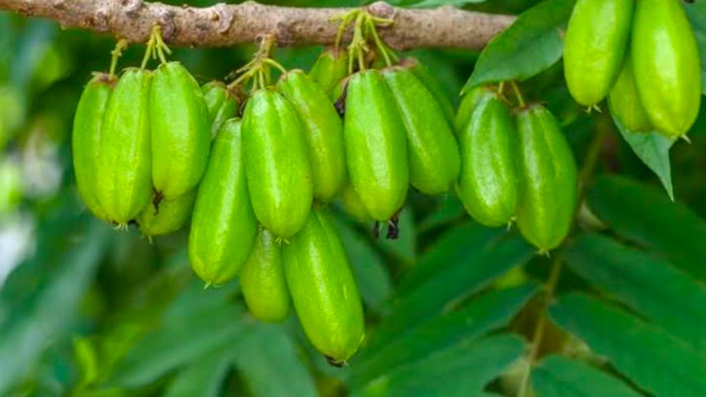 Manfaat Belimbing Wuluh, Buah dengan Rasa Aasam yang Baik untuk Kesehatan