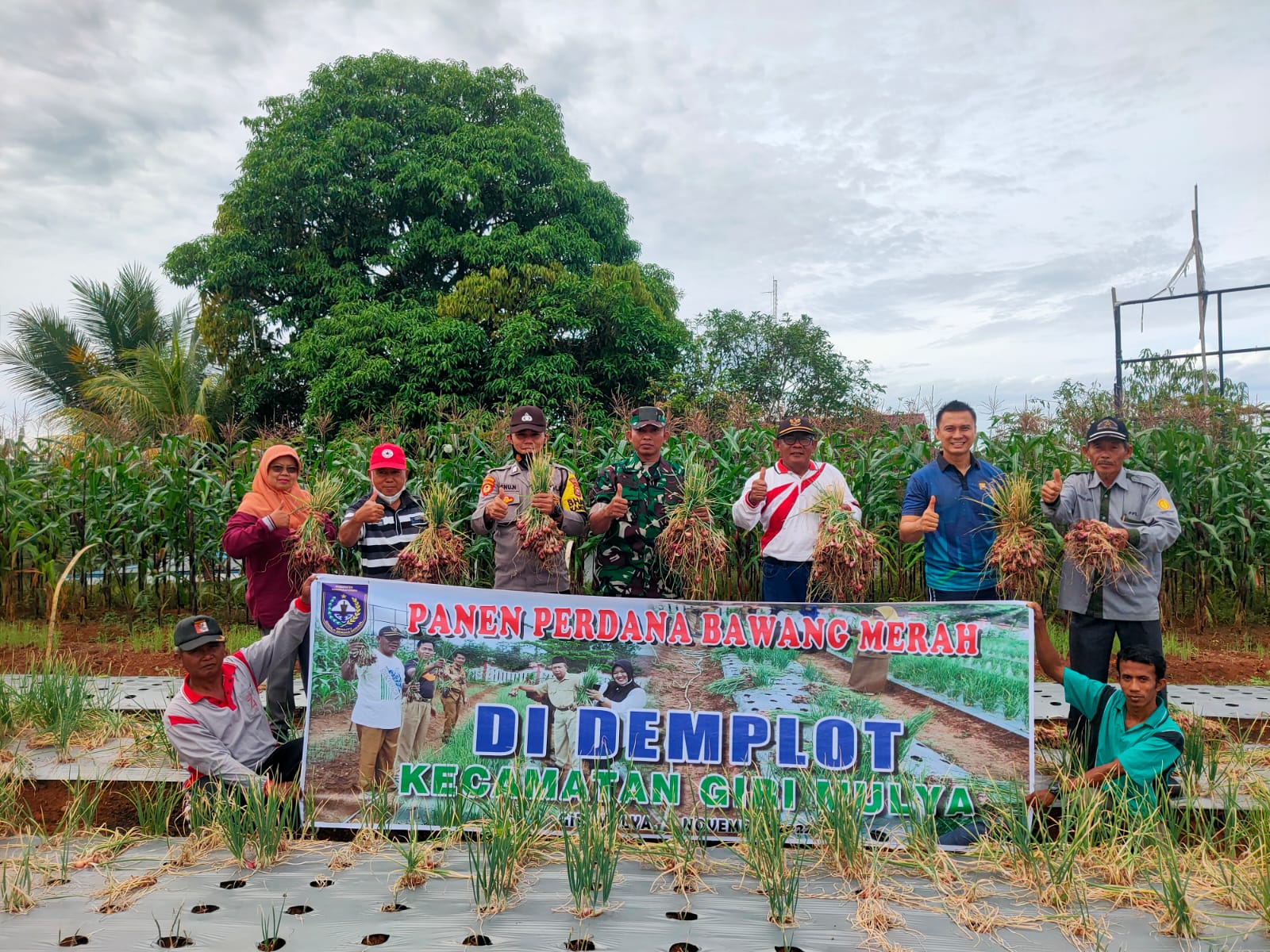 Perdana, Camat Giri Mulya Panen Bawang Merah