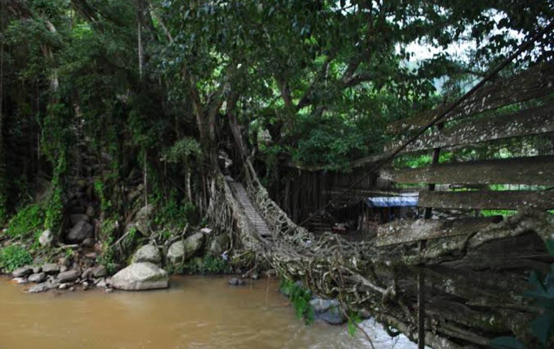 Bak di Film Hobbit, Keindahan Jembatan Akar Painan Berhasil Membius Wisatawan