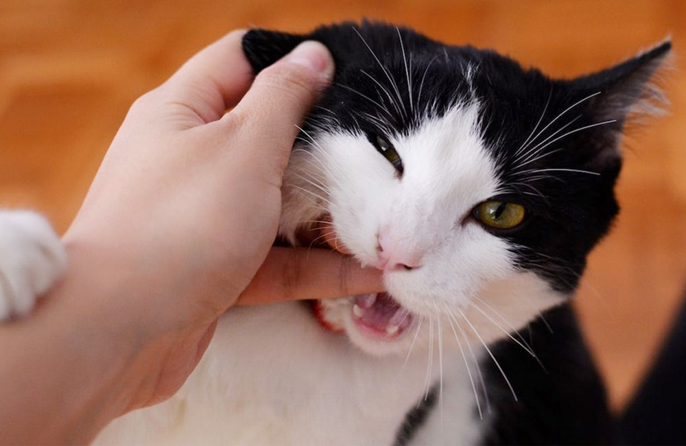 Gigitan Kucing Mendominasi Kasus Serangan Hewan, Warga Diminta Manfaatkan Vaksin Gratis
