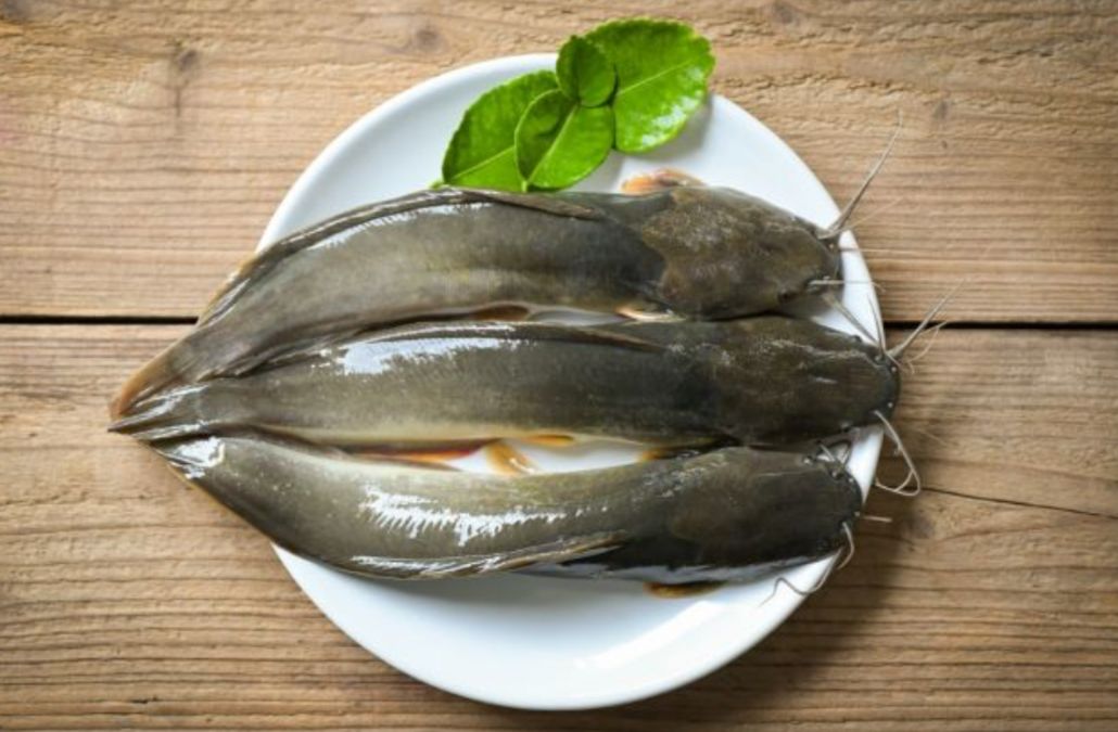 Mau Sehat Hingga Lansia? Konsumsi 9 Jenis Ikan Ini Setiap Hari