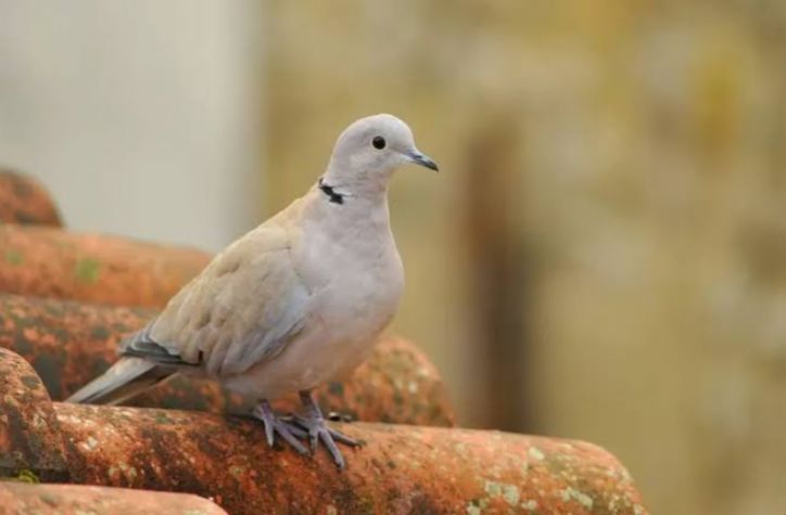 Waspada Jangan Pelihara Burung Perkutut dengan Ciri Seperti Ini, Sekeluarga Bisa Tertimpa Sial