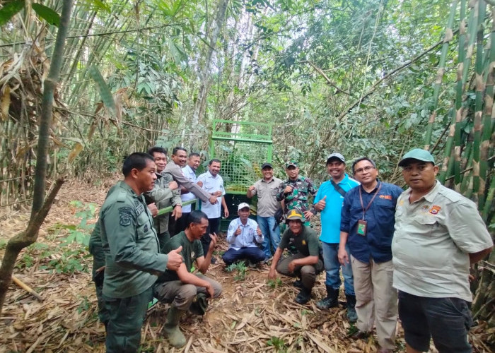 Hari Ini BKSDA dan KPHK Bengkulu Tambah Perangkap Harimau untuk di Alas Bangun