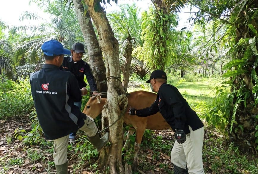 2.301 Ternak di Kecamatan MSS dan Putri Hijau Divaksin Booster