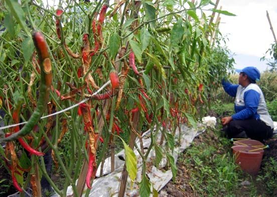 Terserang Penyakit, Petani Cabe Gigit Jari