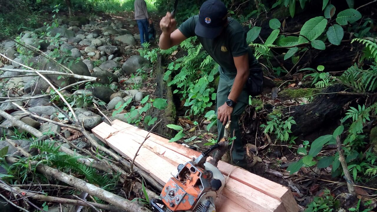 Setiap Bulan, Hutan di BU Rusak 10 Hektar