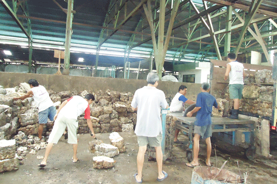 Di Padang Jaya Bakal Dibangun Pabrik Karet