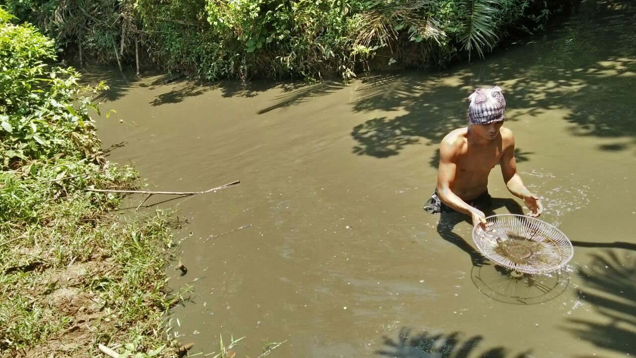 Ikan Mati, Diduga Sungai Mumpo Tercemar Limbah Pabrik