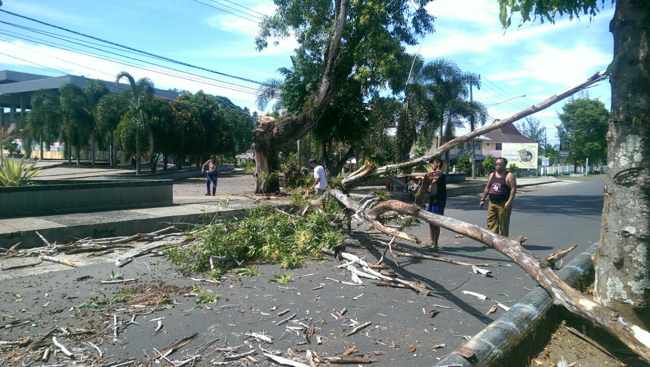 Pohon Tua Dalam Kota “Digunduli”