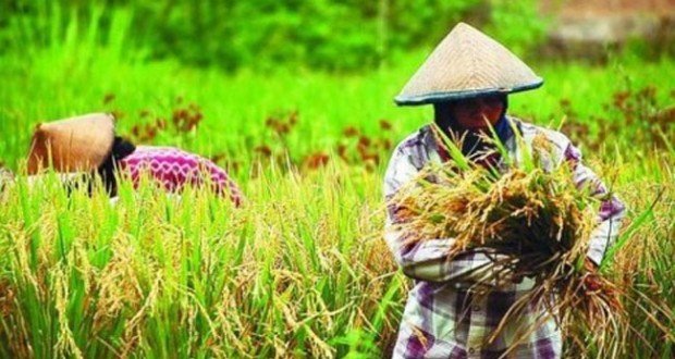 Kaya SDA, Pinang Belapis Rawan Pangan