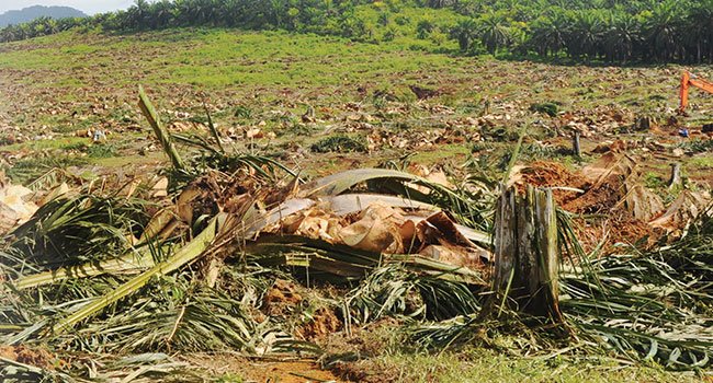 Rp 25 Juta untuk Tumbangkan Tanaman Tak Produktif